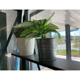 Janssens | Royal / Junior Victorian 4 in. Top Shelf - VI-SH236BL